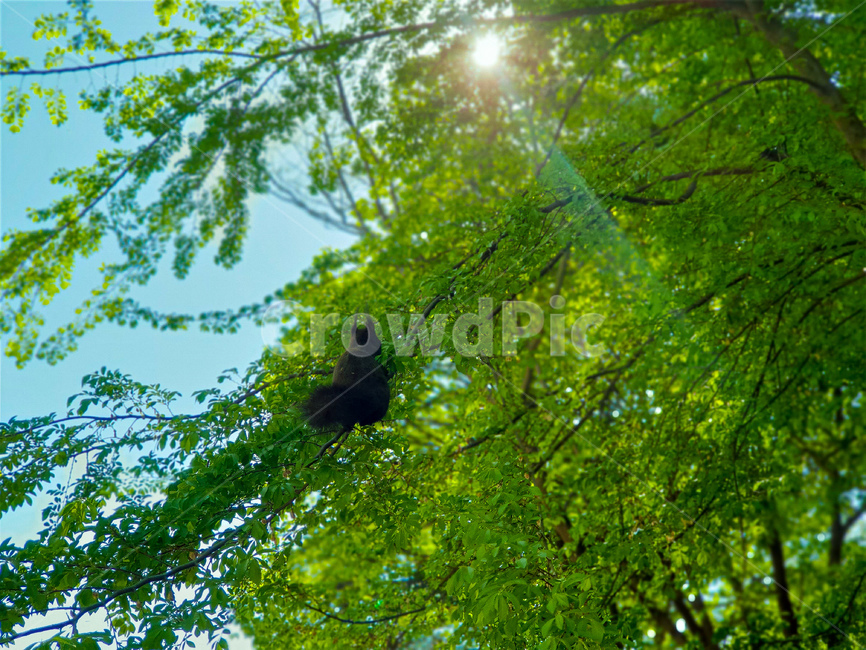 bird,새,animal,동물,나무,다람쥐,동물,animal,포유류,mammal