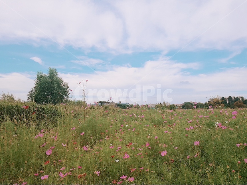 코스모스,도시,아파트,공원,녹색,초록색,자연,하늘,구름,꽃,자연,풍경,nature,landscape,outdoors,옥외,grassland,목초지,field,들,rural,농촌,farm,농장,meadow