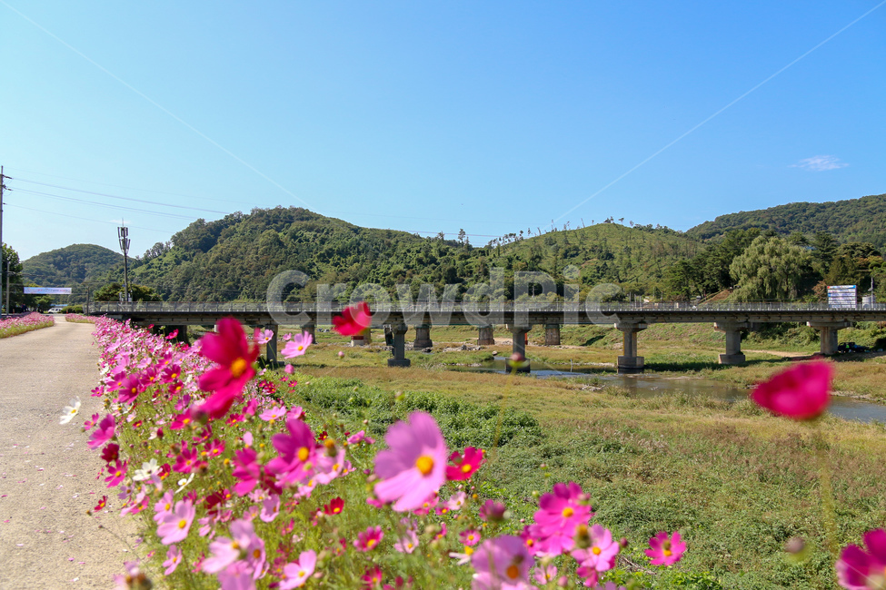 코스모스,풍경,꽃빝,자연,꽃,경기도,코스모스축제,flower,flowergarden,cosmos,자연,풍경,nature,landscape,식물,plants,꽃,flower,outdoors,옥외