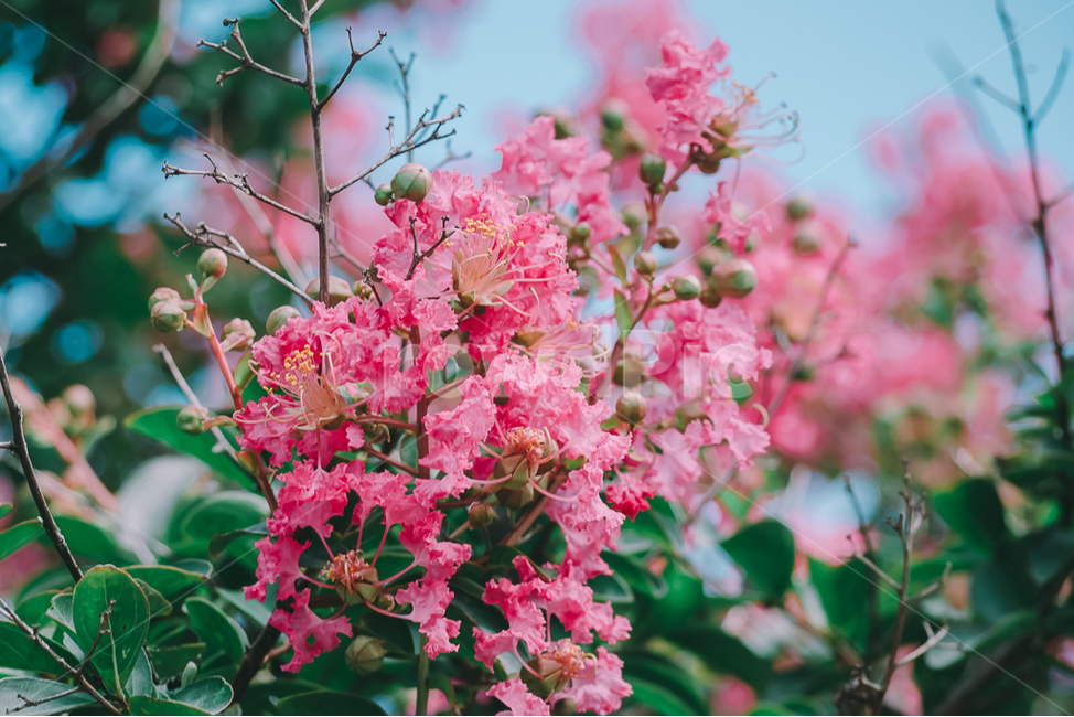 배롱나무,여름,꽃,분홍,야외,필름,식물,자연,plants,nature,꽃,flower,감성,sensible,feeling,색깔,색상,색채,색감,color sense,color sensitivity,feeling of color