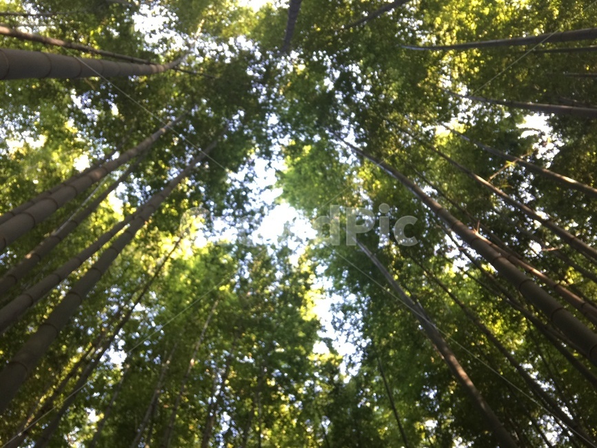 대나무,대나무숲,자연,푸르름,숲속,대나무와하늘,자연,풍경,nature,landscape,plant,식물
