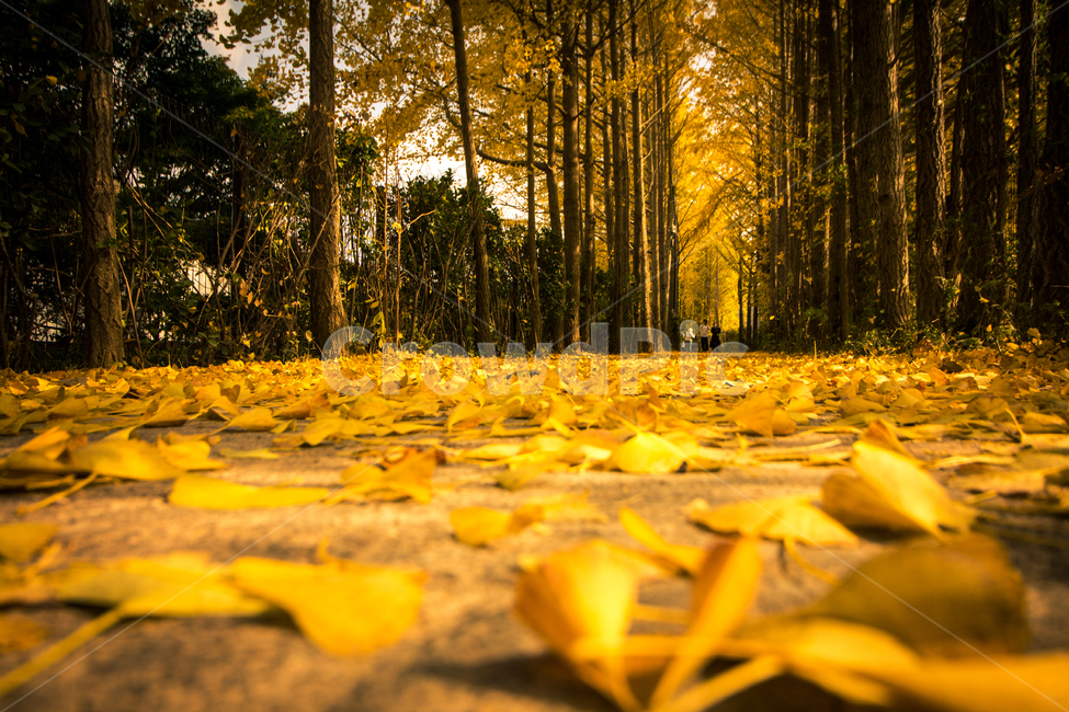 garosugil,tree,leaf,road,ginkgo tree road,plant,maple,ginkgo,ginkgo tree,autumn,ginkgo leaf