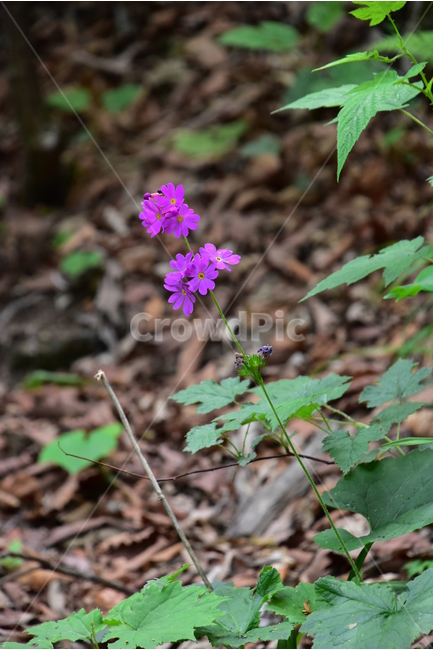 큰앵초,야생화,생태,식물,자연,꽃,힐링,플라워,wildflower,flower,plants,nature,season,감성,느낌,emotion,feeling,초본,식물,자연,plants,nature,꽃,flower