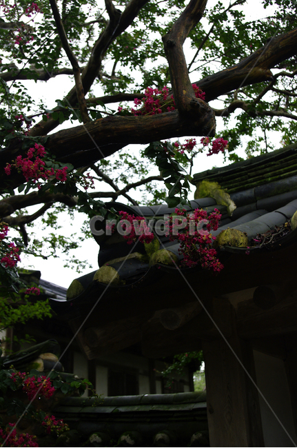식물,plant,꽃,flower,배롱나무,한국전통,한국문화,korean traditional,korean culture,식물,자연,plants,nature,꽃,flower,건축물,건물외관,exterior,building,structure,architecture,construction
