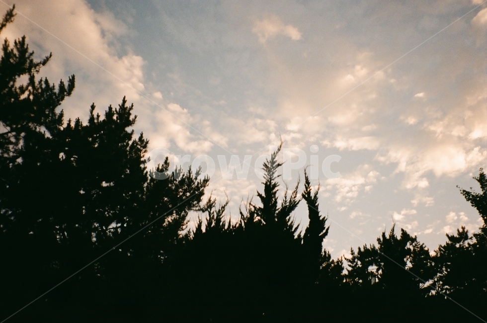 plant,tree,나무,하늘,sky,풍경,필름사진,분위기,저녁하늘,검은색나무