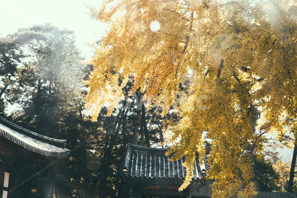 tree,나무,plant,식물,풍경,가을,은행나무,단풍,가을,계절,fall,autumn,season,한국전통,한국문화,korean traditional,korean culture,휴식,힐링,rest,relaxation,healing