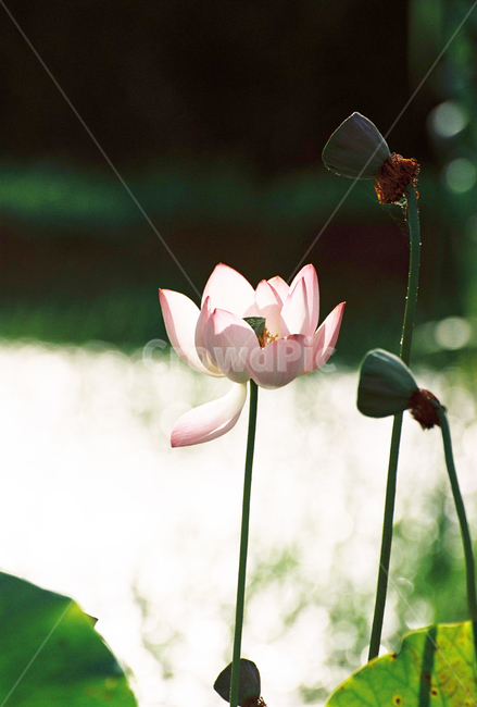 연꽃,연,연잎,햇살,꽃,녹색,자연,식물,자연,plants,nature,꽃,flower