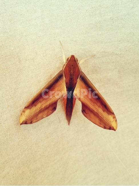 나방,곤충,자연,생명,벌레,곤충,벌레,insect,bug