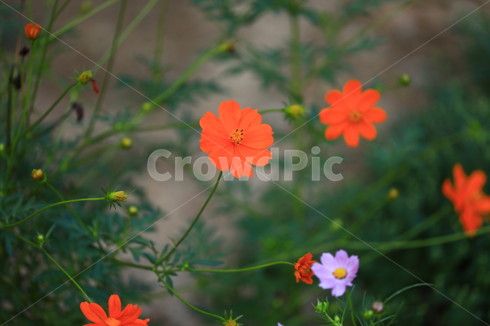 꽃,자연,코스모스,식물,plant,flower,가을,autumn,closeup,접사,가을,계절,fall,autumn,season,식물,자연,plants,nature,꽃,flower,색깔,색상,색채,색감,color sense,color sensitivity,feeling of color,geranium,제라늄,blossom