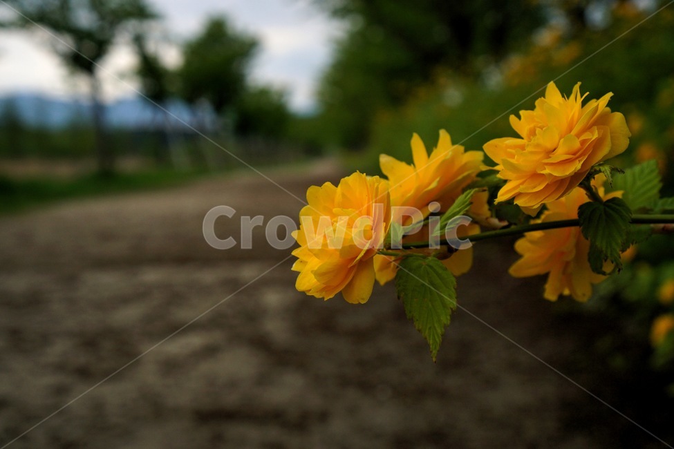 plant,식물,flower,꽃,노랑꽃,산책길,조경,정원,가든,garden,background,바탕화면,배경화면