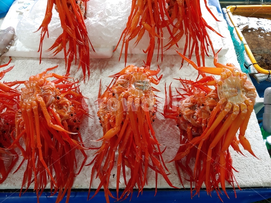 홍게,게찜,홍게찜,갑각류,토종,음식,푸드,food,seafood,찜요리,해물,해산물,저울,냄비,붉은게,해양생물,동물,어시장,수산시장,시장,마트,마켓,market,mart,market place