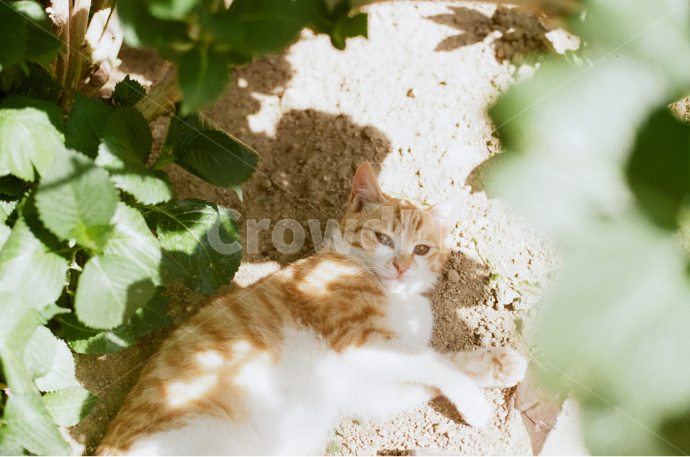 고양이,동물,새끼,길고양이,낮잠,여유,animal,cat,풍경,감성,감성사진,휴식,힐링,rest,relaxation,healing,포유류,mammal,kitten,kitty,귀여운,동물,animal,포유류,mammal,고양이,cat,kitten,kitty,감성,sensible,feeling,휴식,힐링,rest,relaxation,healing