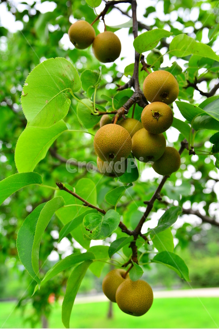 배,돌배,건강식품,귀한,토종,과일,나무열매,fruit,food,녹색,잘익은,그린,초록,pair,석세포,시원한맛,배즙,주스,수분,과수원,농원,토종배,식물,자연,plants,nature,음식,식재료,요리,food,cook,meal,dishes,food reserves,과일,열매,fruit