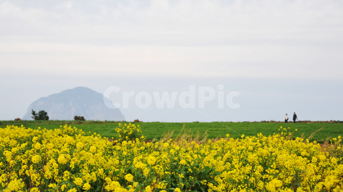 제주도,삼방산,유채꽃,구름,자연,들,농장,농촌,사람,봄,계절,spring,season,자연,풍경,nature,landscape,field,grassland,목초지,outdoors,옥외,farm,rural,meadow