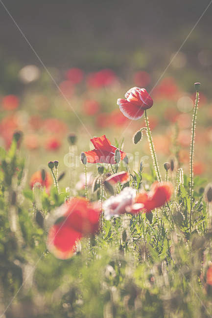 식물,자연,봄,꽃,양귀비,plants,nature,spring,flower,poppy