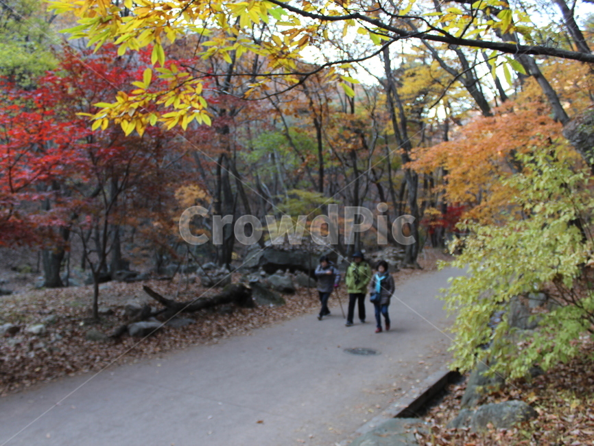 가을,가을풍경,가을산책,단풍나무,은행나무,가을산,가을등산,tree