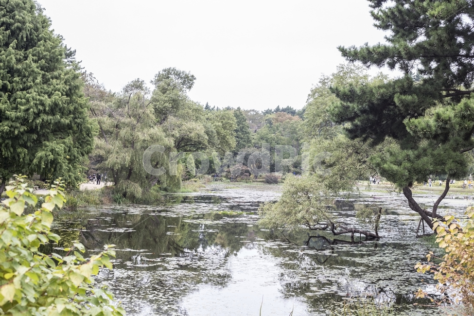 연못,풍경,경치,pond,숲,나무,자연,풍경,nature,landscape,outdoors,옥외,land,땅,water,물