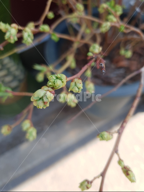꽃봉우리,식믈,꽃송이,봄,흰꽃,식물,자연,plants,nature