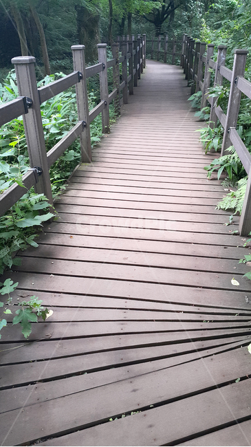 자연,풍경,산책,산책로,나무길,제주도,관광지,nature,woodload,jejuisland