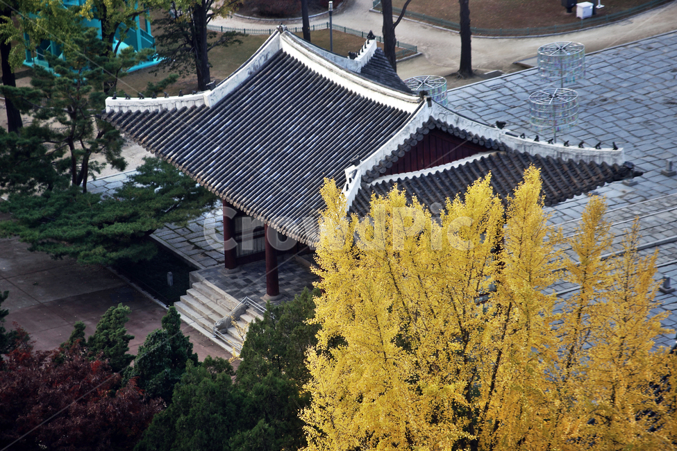 덕수궁,궁궐,가을,자연,도심,중화문,한국전통,한국문화,korean traditional,korean culture