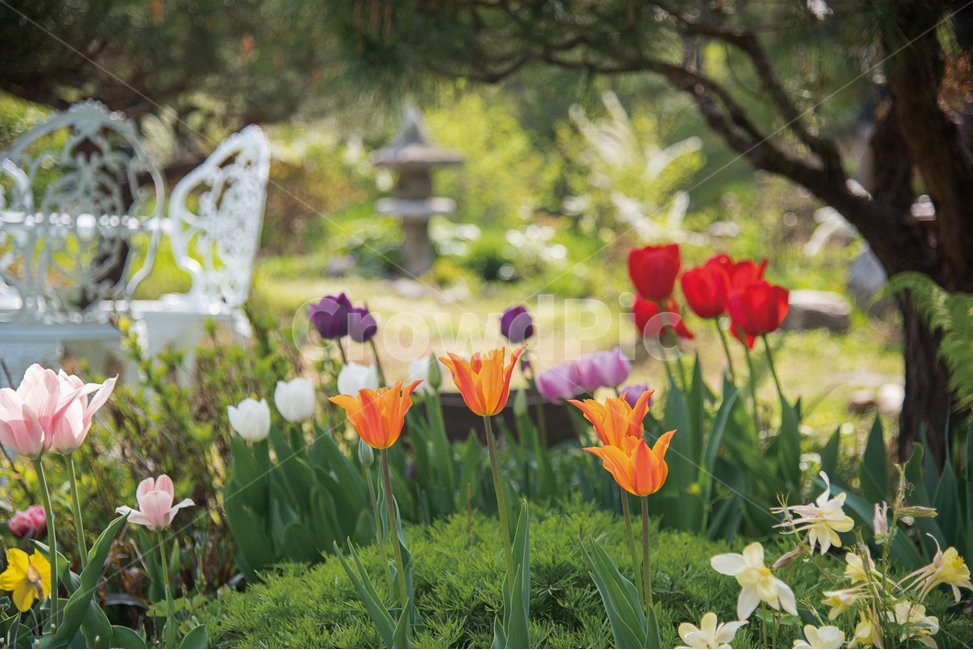 gardening,flower garden,flower,spring flowers,spring,plant,garden,colorful