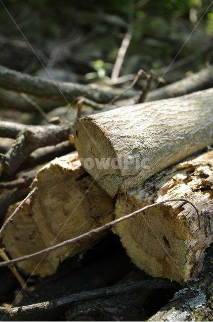 나무,식물,wood,나뭇가지,장작,나무,trees,wood