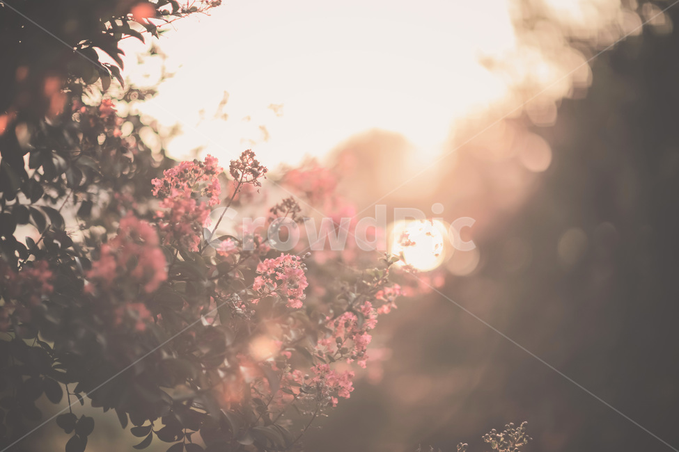 베롱나무,한옥,꽃,식물,일몰,식물,자연,plants,nature,꽃,flower,감성,sensible,feeling,휴식,힐링,rest,relaxation,healing
