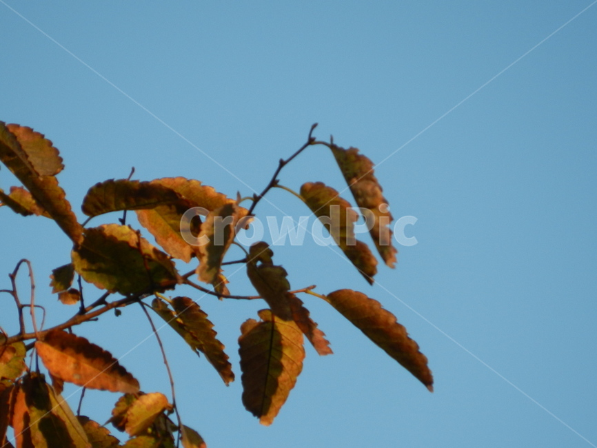 가을,낙엽,나뭇잎,하늘,자연,자연풍경,leaf,잎,plant,식물,가을,계절,fall,autumn,season,식물,자연,plants,nature