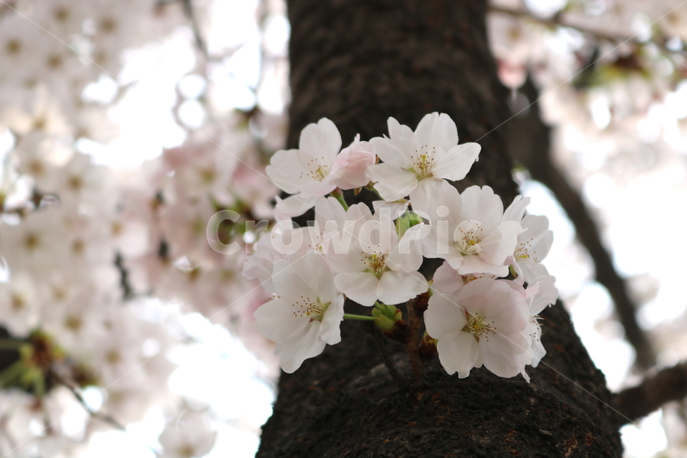 벚꽃,벚나무,벚꽃나무,나무,식물,꽃,장미과,봄,자연,봄,계절,spring,season,식물,자연,plants,nature,꽃,flower,plant,blossom