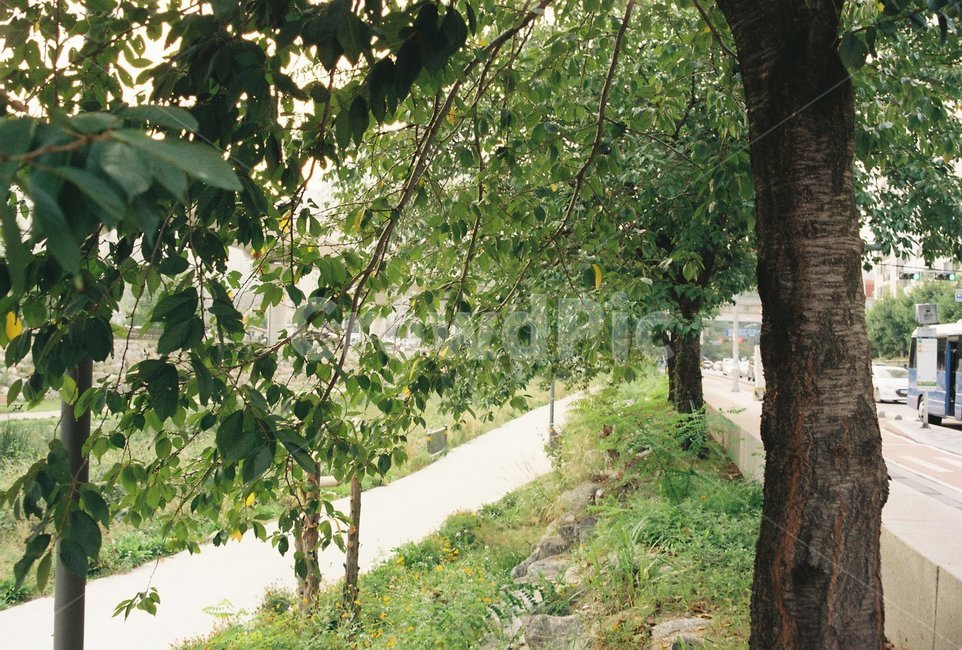 필름,카메라,나무,청량함,자연