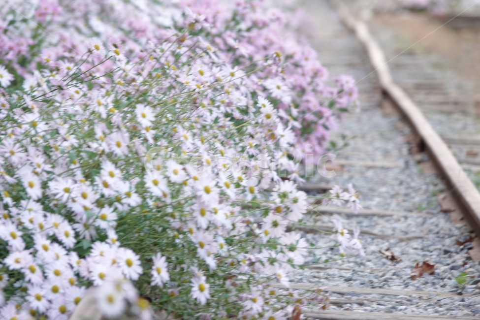 plant,식물,꽃,flower,철길,레일,가을,구절초,꽃길,식물,자연,plants,nature,꽃,flower