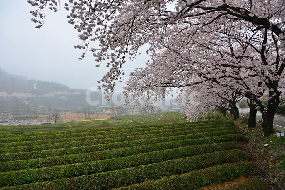 nature,자연,weather,날씨,outdoors,옥외,plant,식물,경치,경관,풍경,경남,하동,섬진강변,벚꽃길,화개십리벚꽃길,봄,계절,녹차밭,녹차잎,다원
