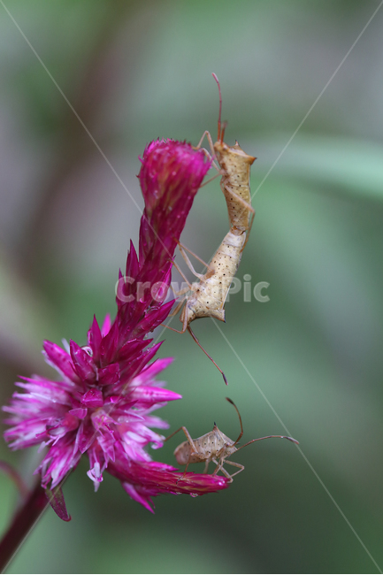 서울숲,곤충,꽃,분홍꽃,자연,flower,insect,bug,pink,nature,식물,자연,plants,nature,꽃,flower,동물,animal,곤충,벌레,insect,bug