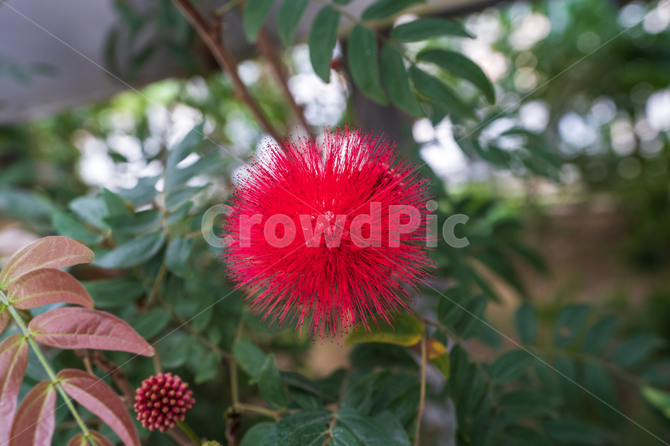 봄,꽃,자연,flower,nature,plants,식물,자연,plants,nature,꽃,flower