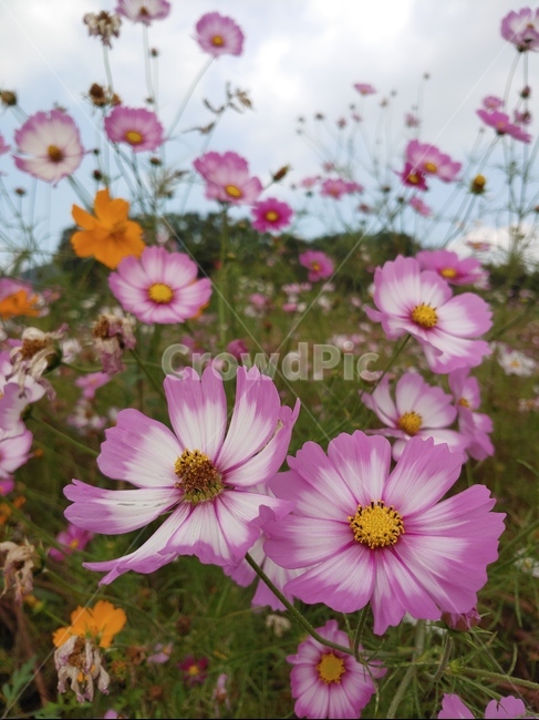 식물,plant,flower,꽃,blossom,가을,코스모스,꽃밭,식물,자연,plants,nature,꽃,flower