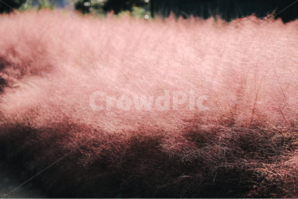 핑크뮬리,pinkmuhlygrass,가을꽃,꽃,핑크,pink,가을,계절,fall,autumn,season