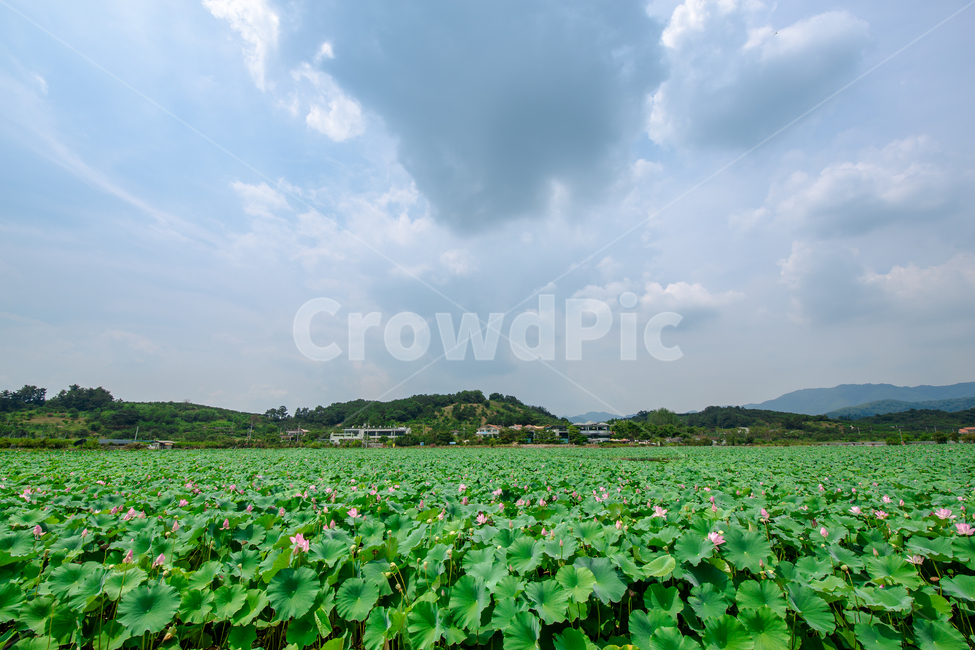 연못,연꽃,저수지,하늘,파란하늘,구름,자연,풍경,nature,landscape,outdoors,옥외