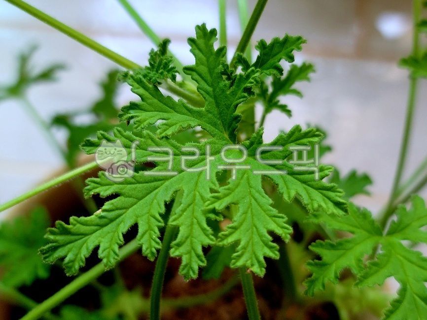 구문초,식물,잎,모기퇴치식물,plant,leaf,공기정화식물