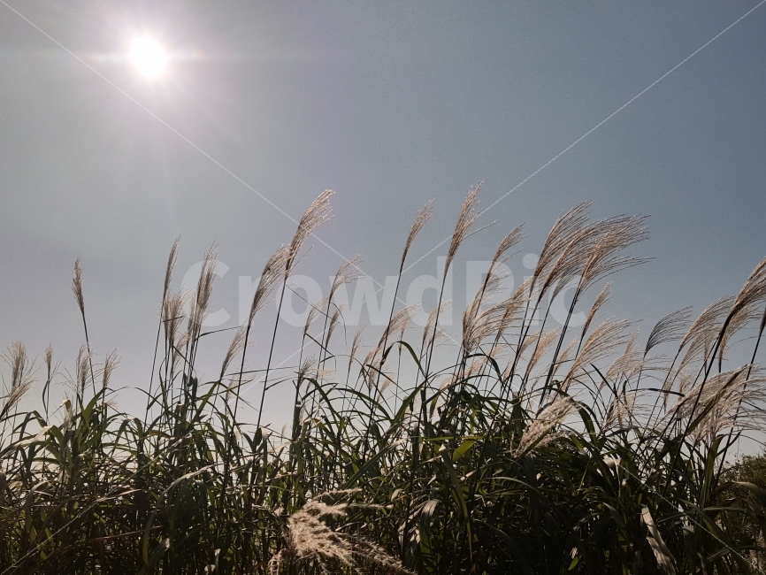 가을,갈대,감성,감성사진,빛,가을,계절,fall,autumn,season,식물,자연,plants,nature,감성,sensible,feeling,grass,잔디,plant,lawn