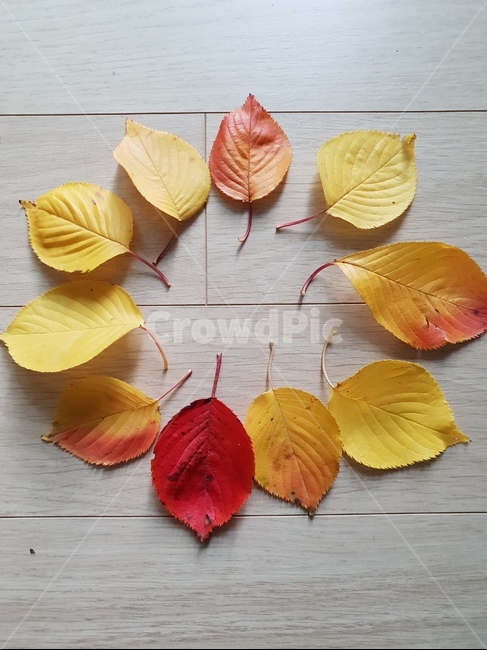 나뭇잎,단풍잎,가을,감성,노랑,빨강,leaf,잎,plant,식물