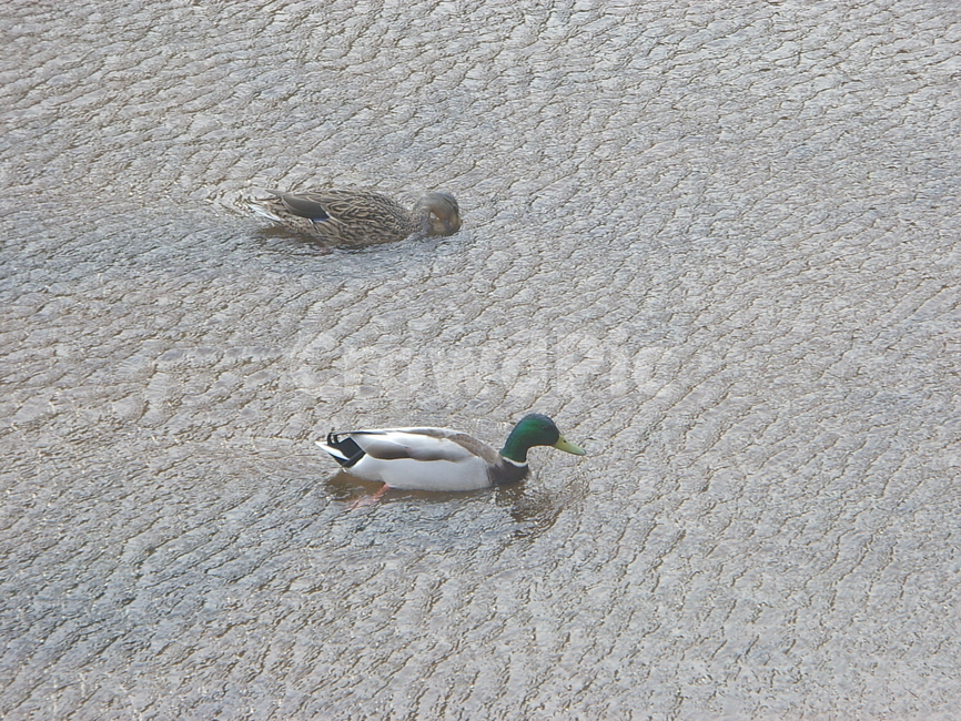 오리,천둥오리,조류,동물,실개천,동물,animal,조류,새,birds