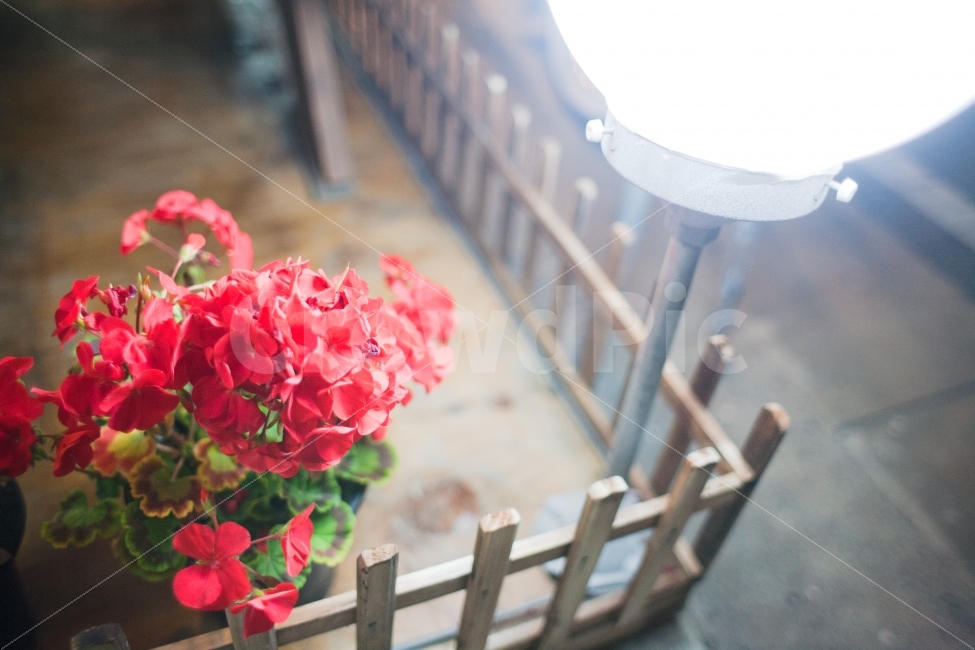 감성,꽃,빨간꽃,야경,인테리어,붉은꽃,식물,자연,plants,nature,꽃,flower,감성,sensible,feeling