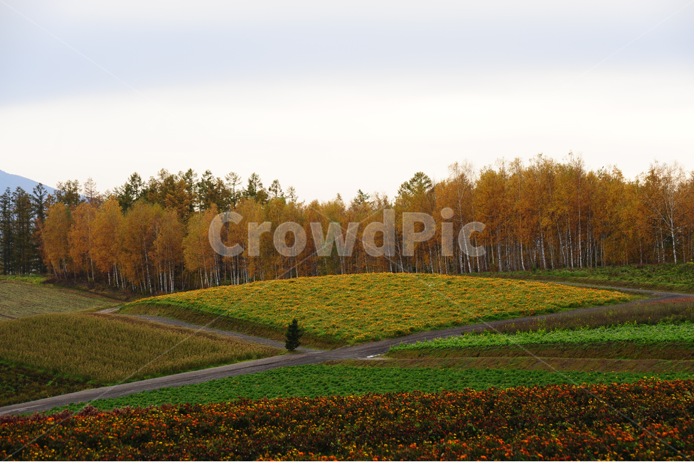일본,홋카이도,비에이,초원,나무,가을,자연,풍경,nature,landscape,시골,마을,country,rural,town,해외,외국,세계,foreign,oversea,world,세계자연풍경,해외자연풍경,외국자연풍경,world nature landscape,field,들,grassland,목초지,outdoors,옥외