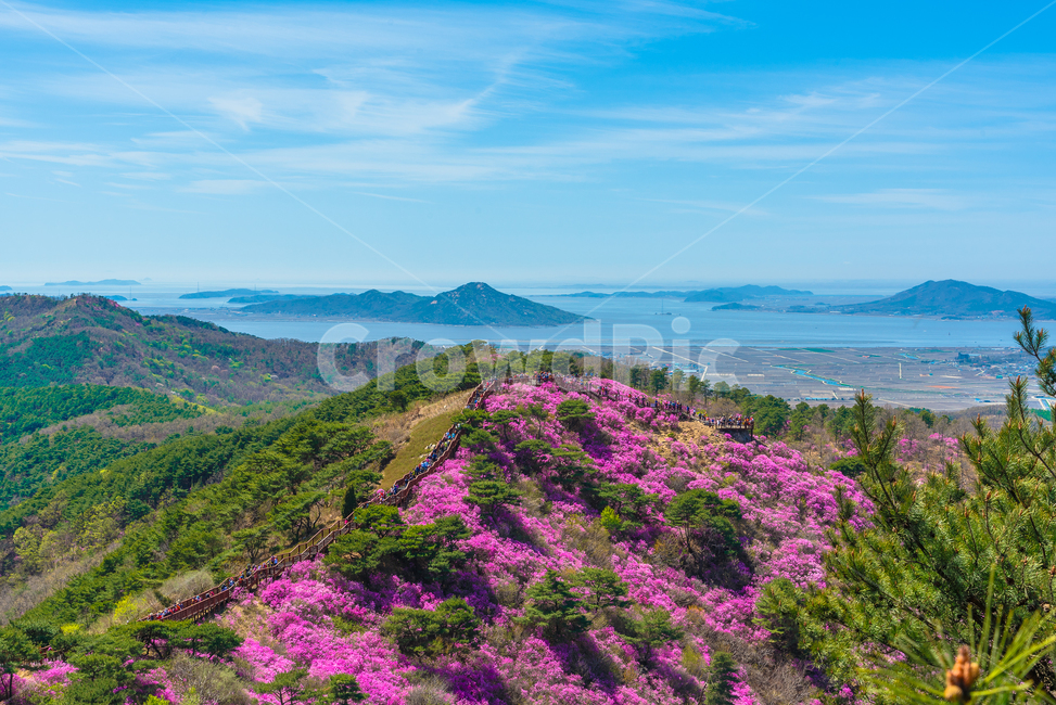 Korean azalea,spring flowers,Azalea flower,Ganghwado Goryeo Mountain,flower Festival,Azalea Festival