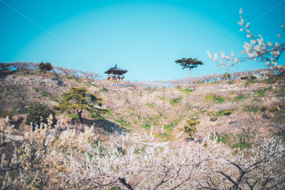 매화나무,매화꽃,꽃,식물,매화,봄,계절,spring,season,자연,풍경,nature,landscape,plant,flower,blossom