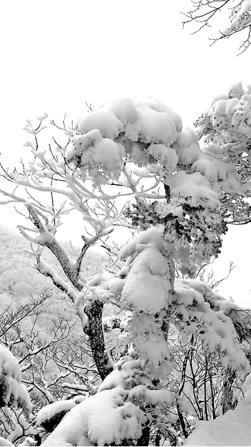 눈꽃,상고대,겨울,태백산,주목,겨울,계절,winter,season