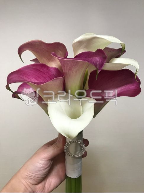 부케,flower,카라,카라부케,wedding,식물,plant,flowerbouguet,bouguet,꽃다발,flowerarrangement,꽃,blowwom,카라꽃,공기정화식물,퍼플카라,화이트카라,꽃선물,calla,플라워,원예,흰카라,칼라꽃,카라꽃다발,청혼,프로포즈,propose