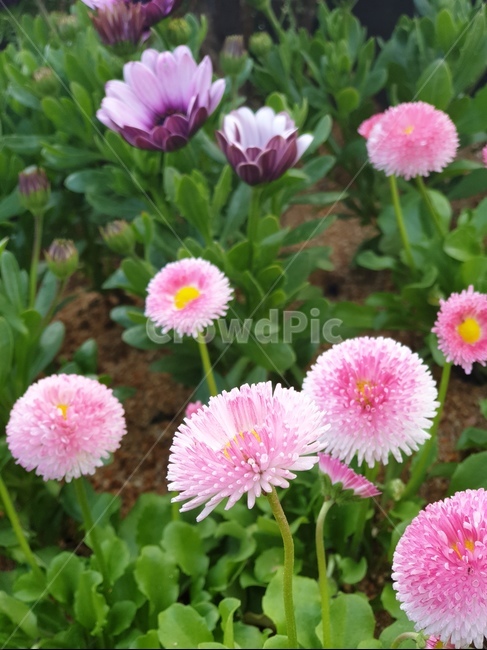pink,perennial plant,spring,spring flowers,petal,season,daisy flower,daisy,park,picnic,pink flower,Pink double daisy flower,park flowers,flower,pinkflower,dicotyledonous plant,Asteraceae,plant