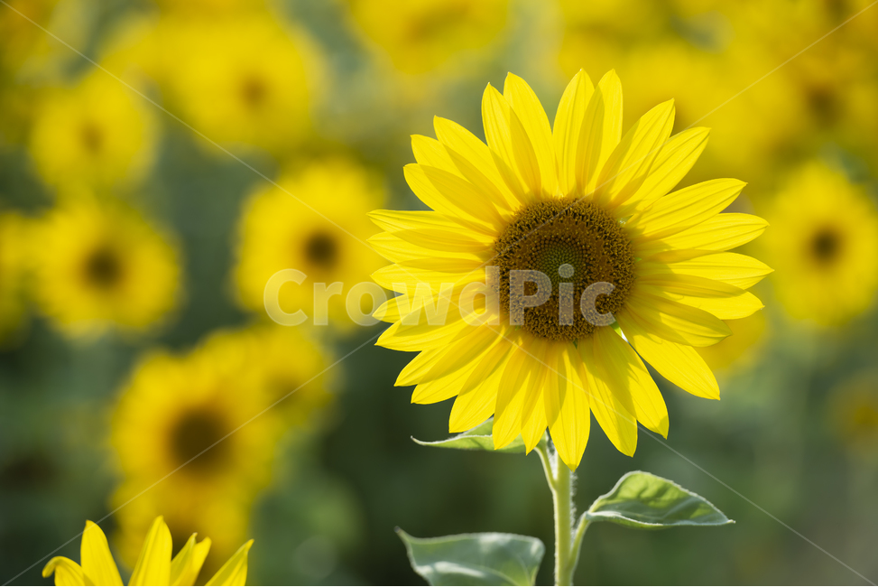 해바라기,식물,꽃,자연,sunflower,plant,flower,노랑,식물,자연,plants,nature,꽃,flower