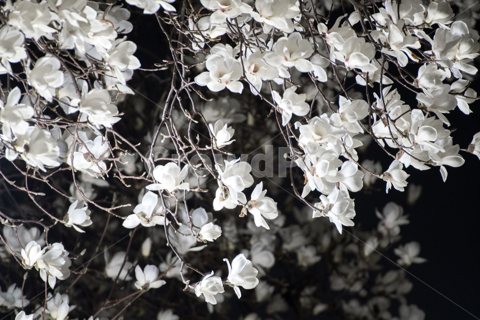 목련,순백,청초,봄꽃,꽃,화이트,White,망원,봄,계절,spring,season,야경,밤,풍경,nightscape,night,landscape,식물,자연,plants,nature,꽃,flower,plant,blossom,cherry blossom,벚꽃